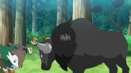Combat Breed Paldean Tauros as seen in the anime (Image via The Pokemon Company)